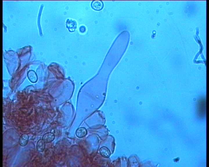 Volvariella hypopithys